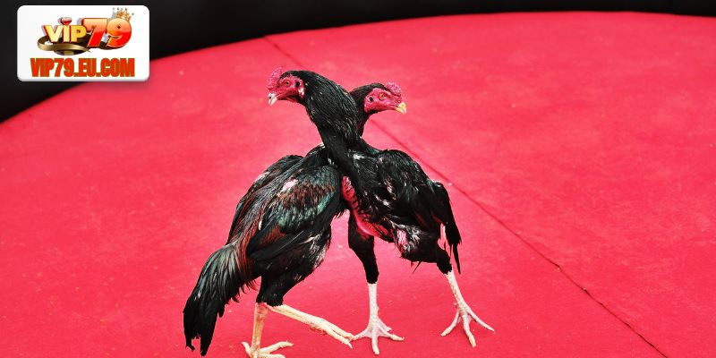 Người chơi soi kèo đá gà theo tỷ lệ biến động