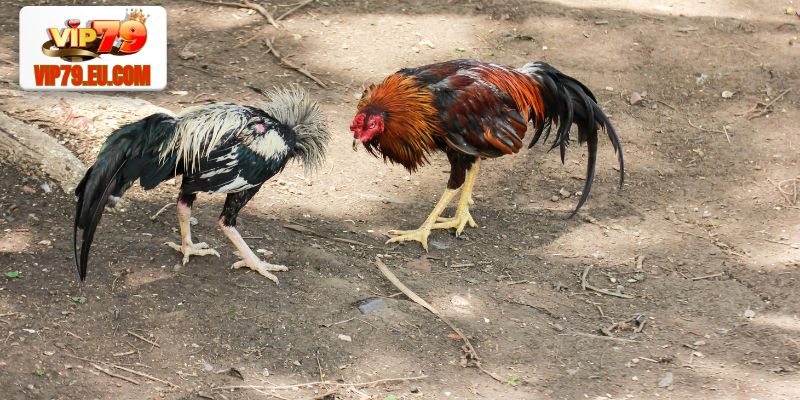 Những cách soi kèo cược đá gà Vip79 chuẩn xác