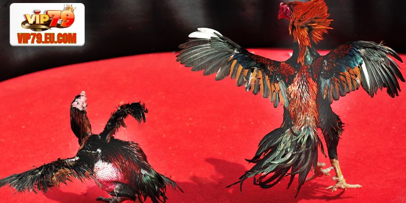 Tìm hiểu các kèo cược đá gà Vip79