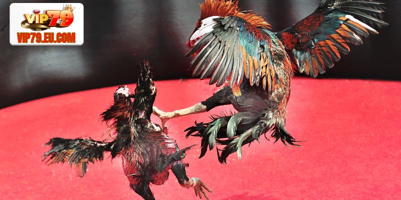 Giới thiệu về bộ môn đá gà