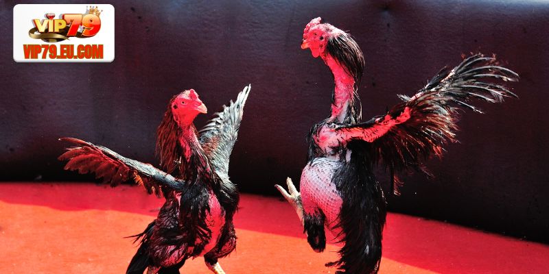 Lý do nên chơi đá gà tại nhà cái Vip79?