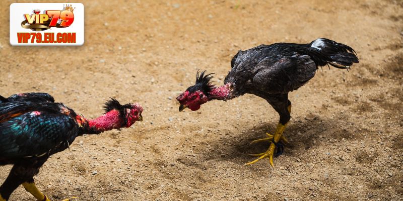 Mẹo cược đá gà Vip79 luôn chiến thắng