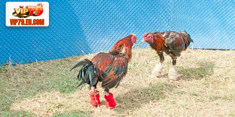 Đá gà nòi truyền thống luôn được nhiều kê thủ yêu thích