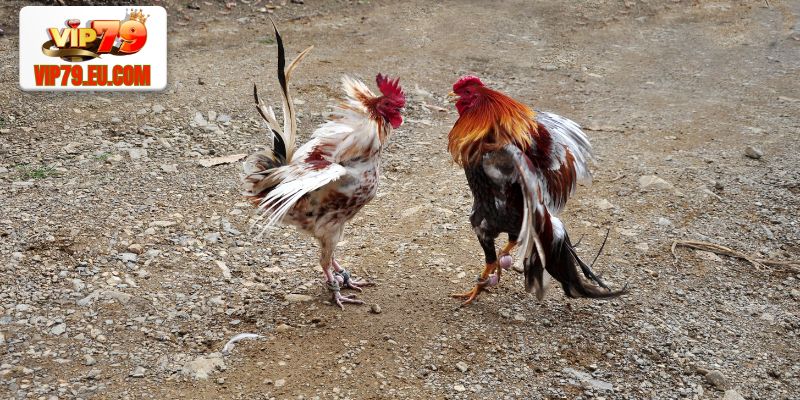 Các loại hình đá gà WS168 không nên bỏ lỡ