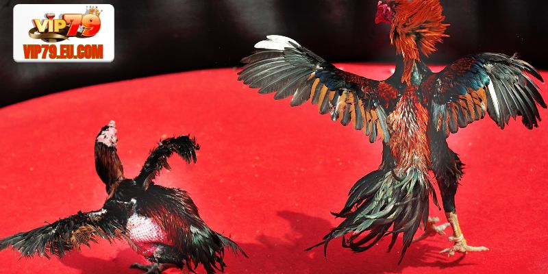 Đá gà cựa sắt với những chiến kê dũng mãnh