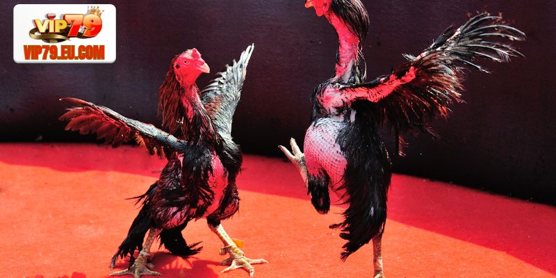 Giới thiệu sảnh gà WS168 đầy kịch tính